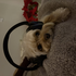 Avatar for LucyB3lls