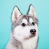 Avatar for JSc0