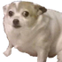 Avatar for TheTrueTaco