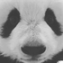 pandastuff için avatar