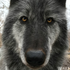 Avatar for kunkaruins
