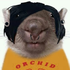 Avatar for suchymbombo