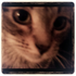 Avatar for Drimlend
