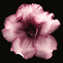 Avatar for sandraanup