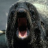Avatar for novotnyja