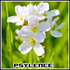 Avatar for PSYl3nce