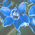 Avatar for xbluejag
