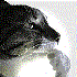 Avatar for Izaax16174