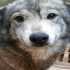 Awatar dla c0rruptedhusky