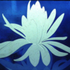 Avatar for so_liquid