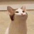 Avatar for breadcheeks