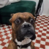 Avatar di iamasaddog