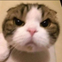 jiyasajeevlal için avatar