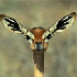 Avatar for esquilinhozinho