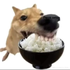 Avatar for Drandelion0057