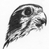 Avatar for Tevlak