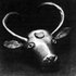 Avatar di Bull of Heaven