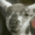 Avatar for goatcanon