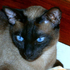 Avatar for zoevida