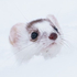 Avatar for almondassiatant