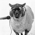Avatar for largeasshaver