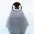 daverpengu için avatar