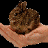 ratomutante için avatar