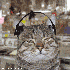 Avatar for AmaDD-997