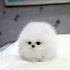bulbyboo さんのアバター