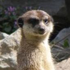 Avatar for pinoczet