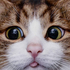 Avatar for montures