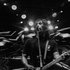 Avatar für Noh Salleh