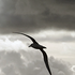 Avatar for blackalbatross