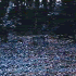 Avatar for anal_bleeding