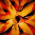 Avatar for XFredSec