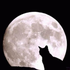Avatar di Lialeopardess