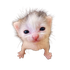 Avatar for eyedetick