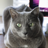 Avatar for MsBlueCandles