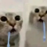 Avatar for catburger6767