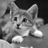Awatar dla Golczas