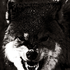 Avatar for lycantroop