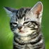 Avatar for Magnum629