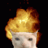 Avatar for TigeZh