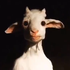 Avatar for hahahawkers