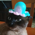 Avatar for MiciaMiao