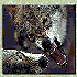 Avatar for kakos_lykos