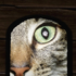 Avatar for oitismo