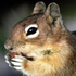 Avatar for supun