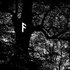 Avatar for Ancient Oak
