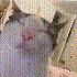 Avatar for AdefeCtivE